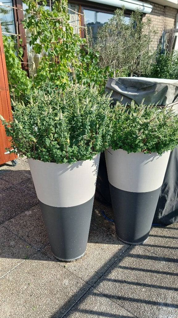 Pot de fleurs, Jardin & Terrasse, Enlèvement, Utilisé, 40 cm ou plus, 70 cm ou plus