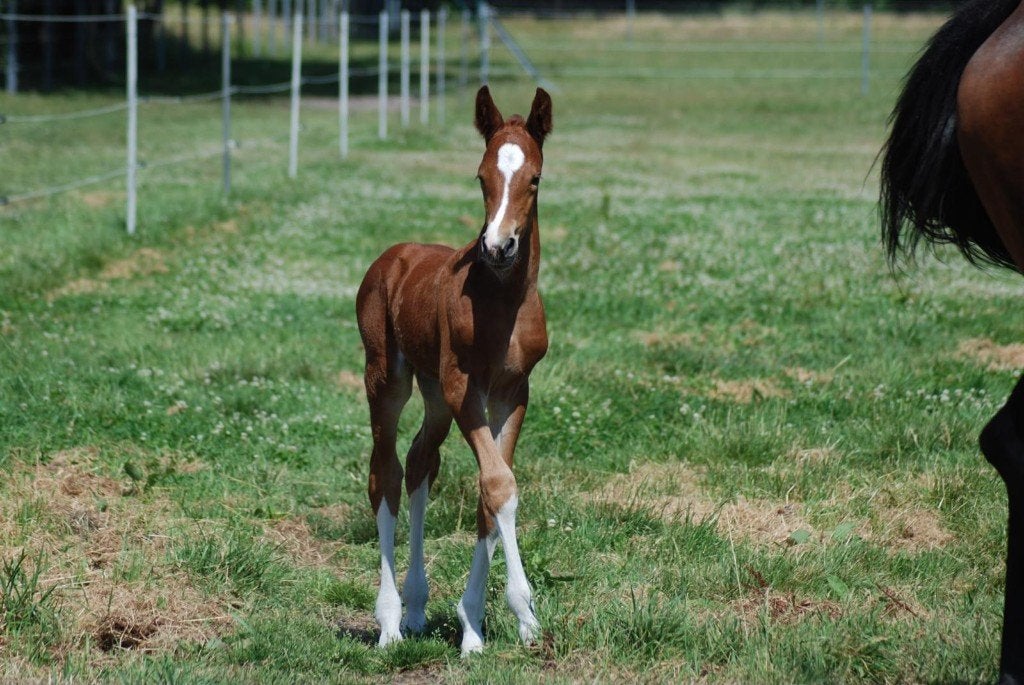 Zangersheide merrieveulen | Comilfo Plus Z x Ukato x Animo, Dieren en Toebehoren, Paarden, Merrie, Onbeleerd, 165 tot 170 cm, 0 tot 2 jaar