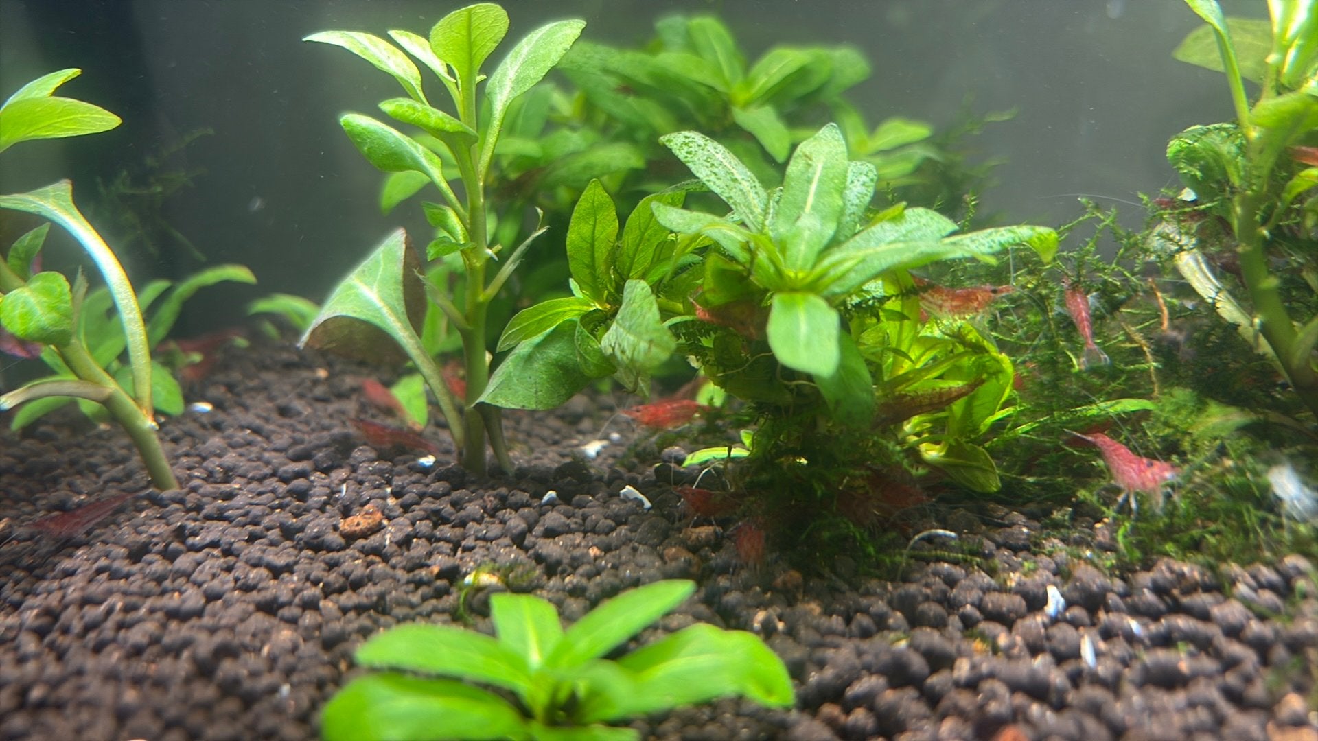 Sakura Red Garnalen Tekoop, Kreeft, Krab of Garnaal, Zoetwatervis