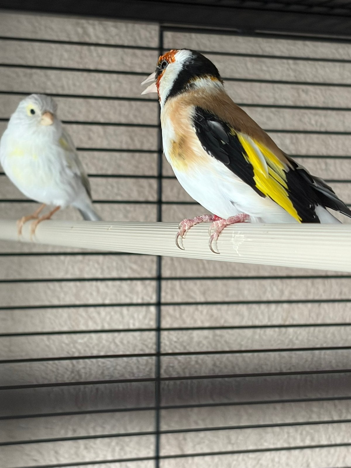 Putter en kanarie koppel, Dieren en Toebehoren, Meerdere dieren, Zangkanarie