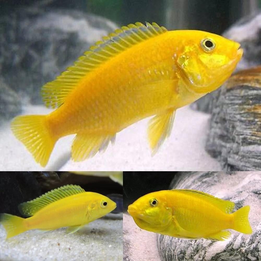 Yellow labs te koop, Dieren en Toebehoren, Vis, Zoetwatervis, Schoolvis