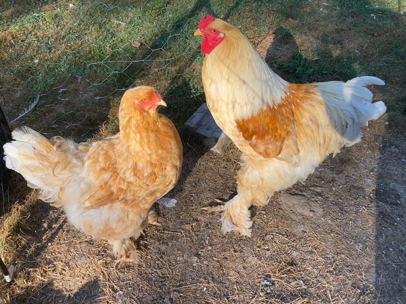 Brahma haan en hen (enkel samen te koop), Plusieurs animaux, Poule ou poulet