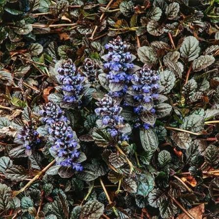 Ajuga reptans 'Atropurpurea', Ophalen, Bodembedekkers, Vaste plant, Halfschaduw