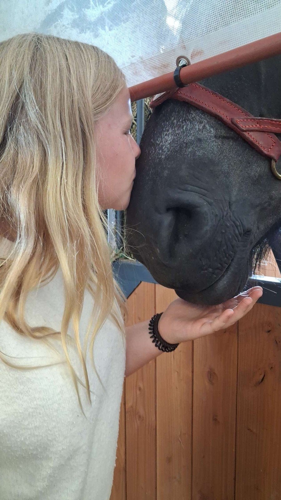 manege gezocht, Dieren en Toebehoren, Paarden