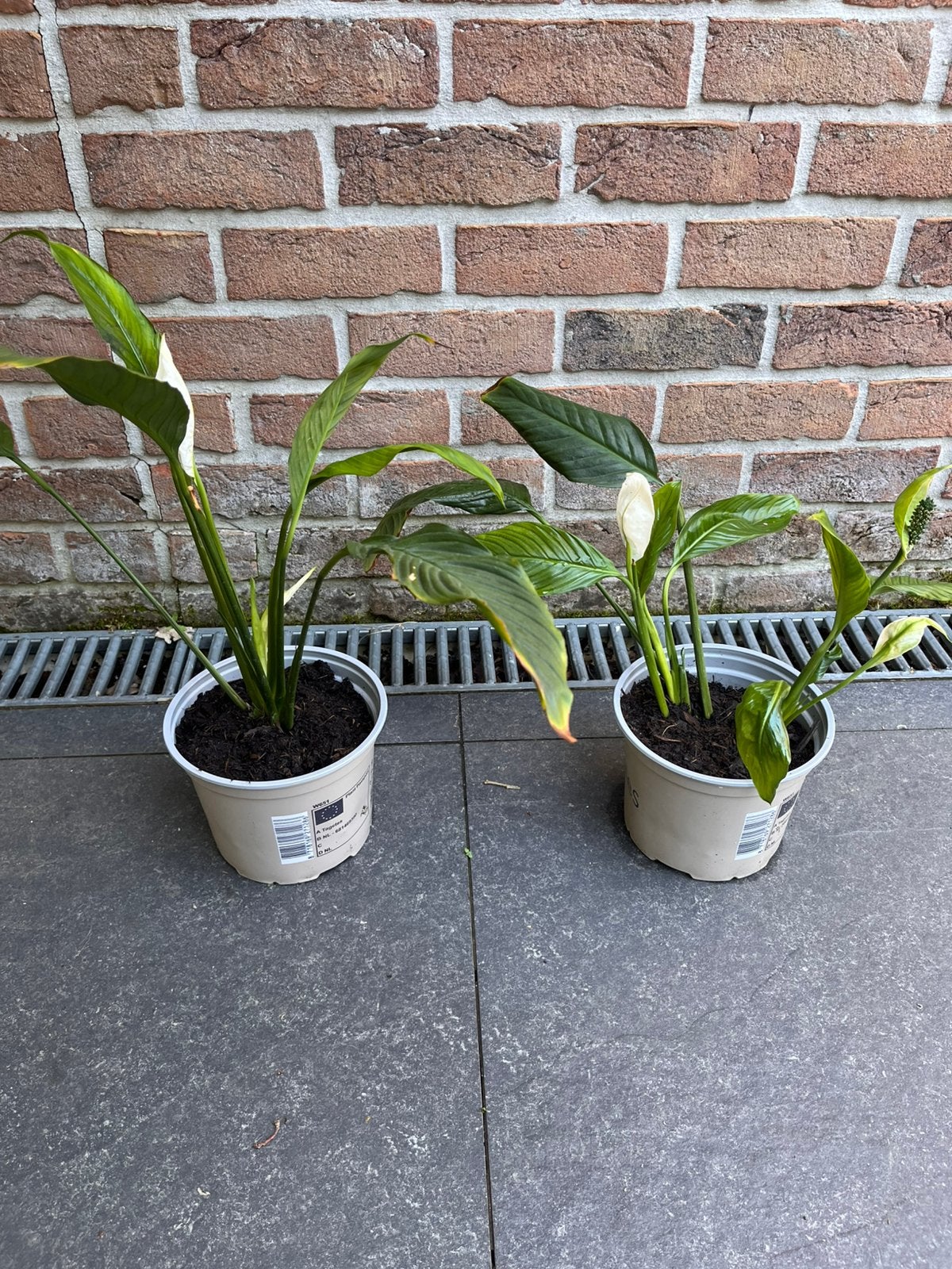 Lepelplanten (Spathiphyllum) te koop –verschillende formaten, Ophalen, Halfschaduw