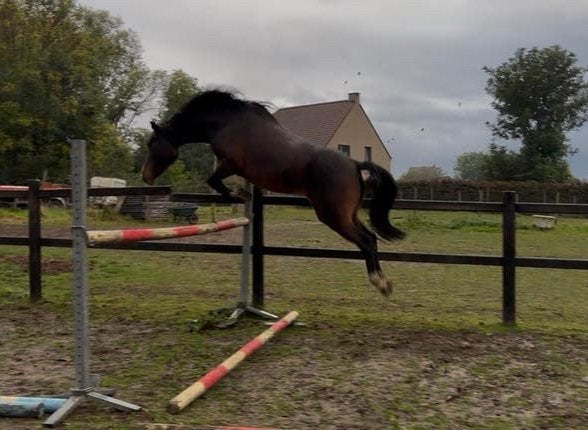D pony (BRP), Dieren en Toebehoren, Merrie, Met stamboom, Springpony, Zadelmak