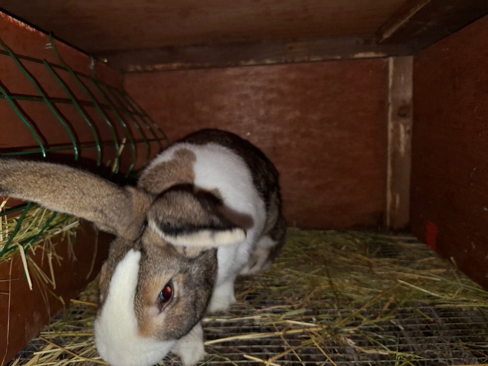 jonge rammelaar, Dieren en Toebehoren