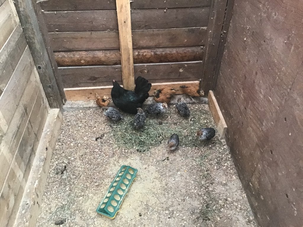 Kip met Zilverbrakel en Vorwerk kuikens, Dieren en Toebehoren, Pluimvee, Geslacht onbekend, Kip