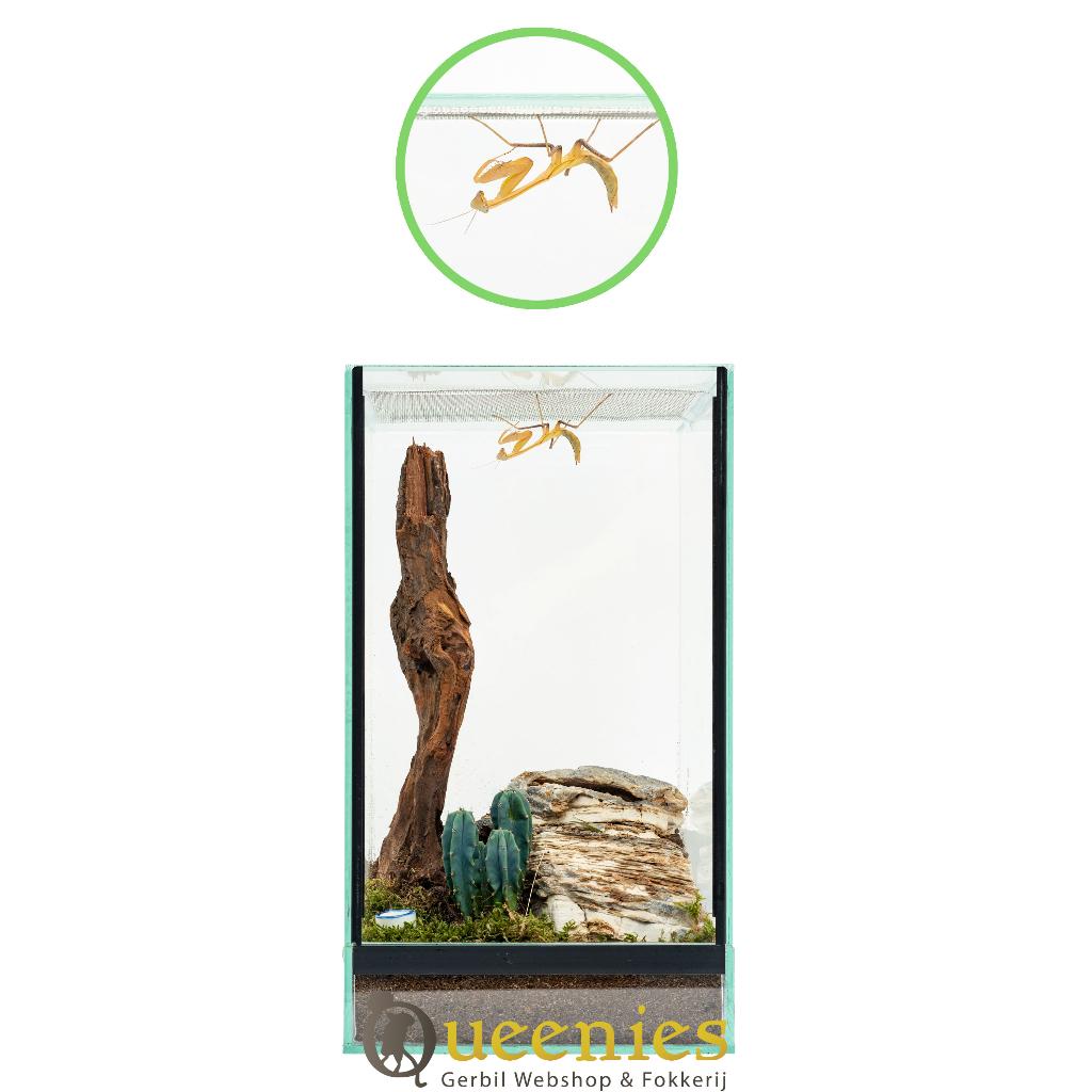 Terrarium voor vogelspinnen en reptielen, Dieren en Toebehoren, Ophalen of Verzenden, Nieuw, Terrarium of Paludarium