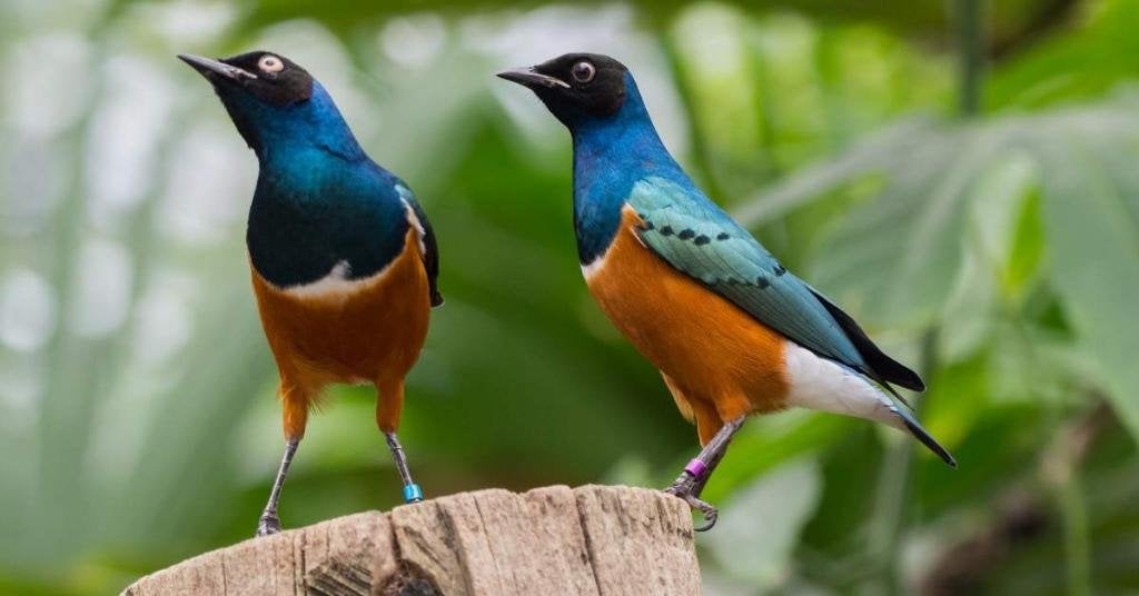 Driekleuren glanspreeuwen 2026, Dieren en Toebehoren, Meerdere dieren, Tropenvogel, Geringd