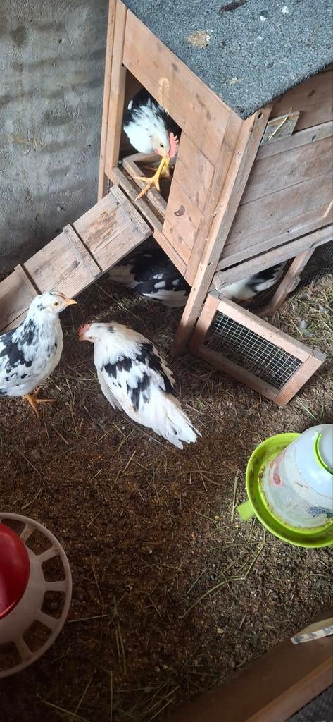 Gratis bonte leghorn haantjes, Dieren en Toebehoren