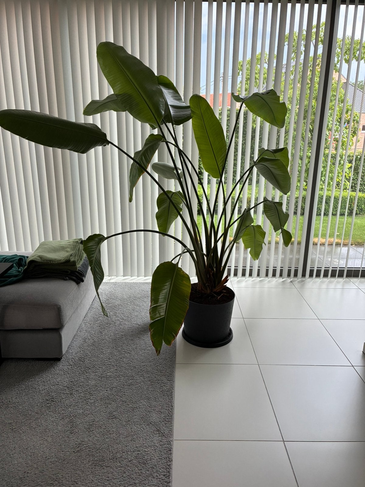 Plant, Ophalen