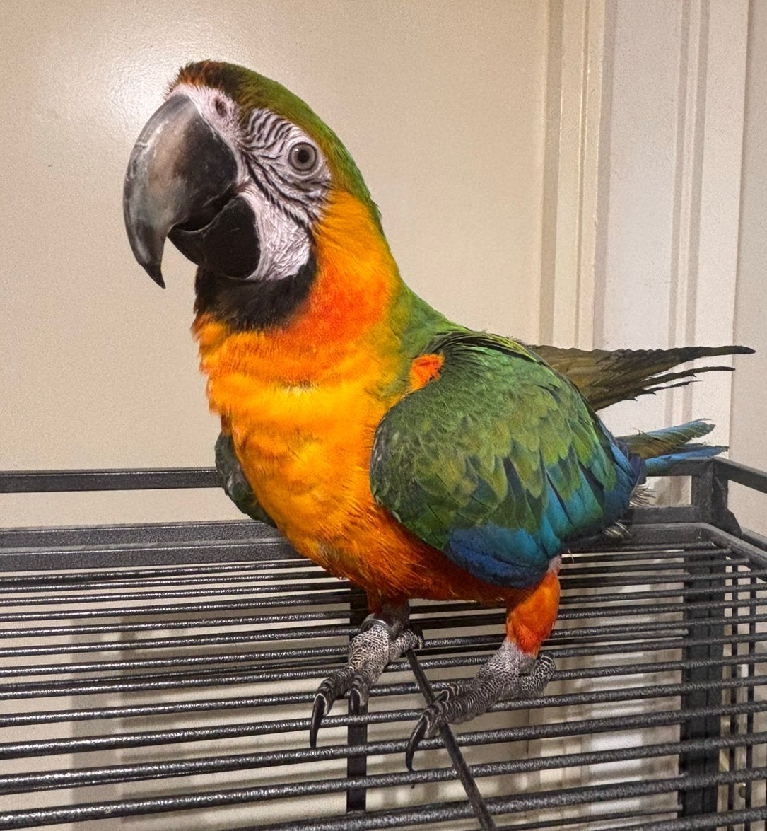 Mooie Jonge Hybride Catalina Ara, Mâle, Perroquet, Parleur