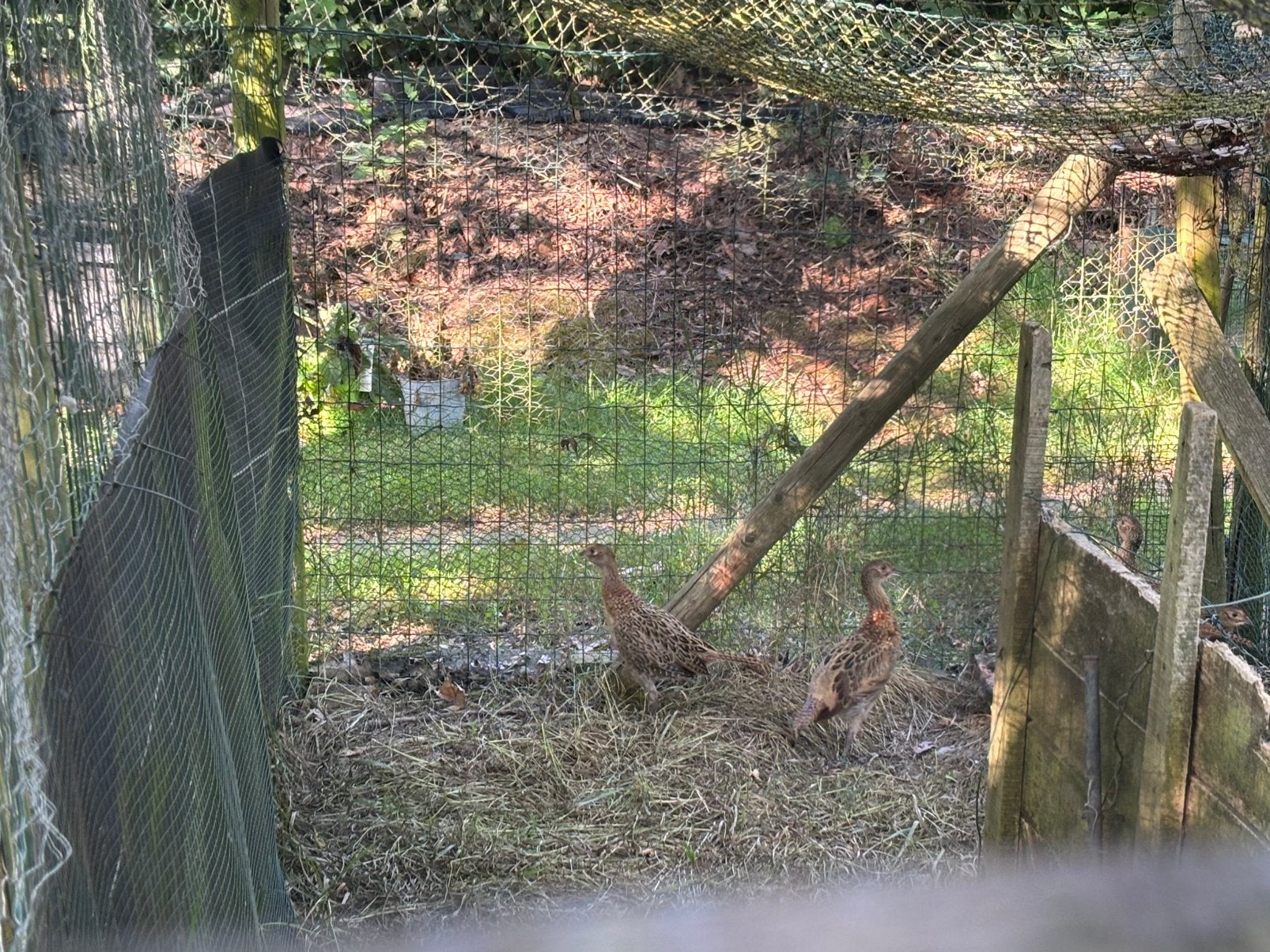 Jonge bosfazanten, Dieren en Toebehoren