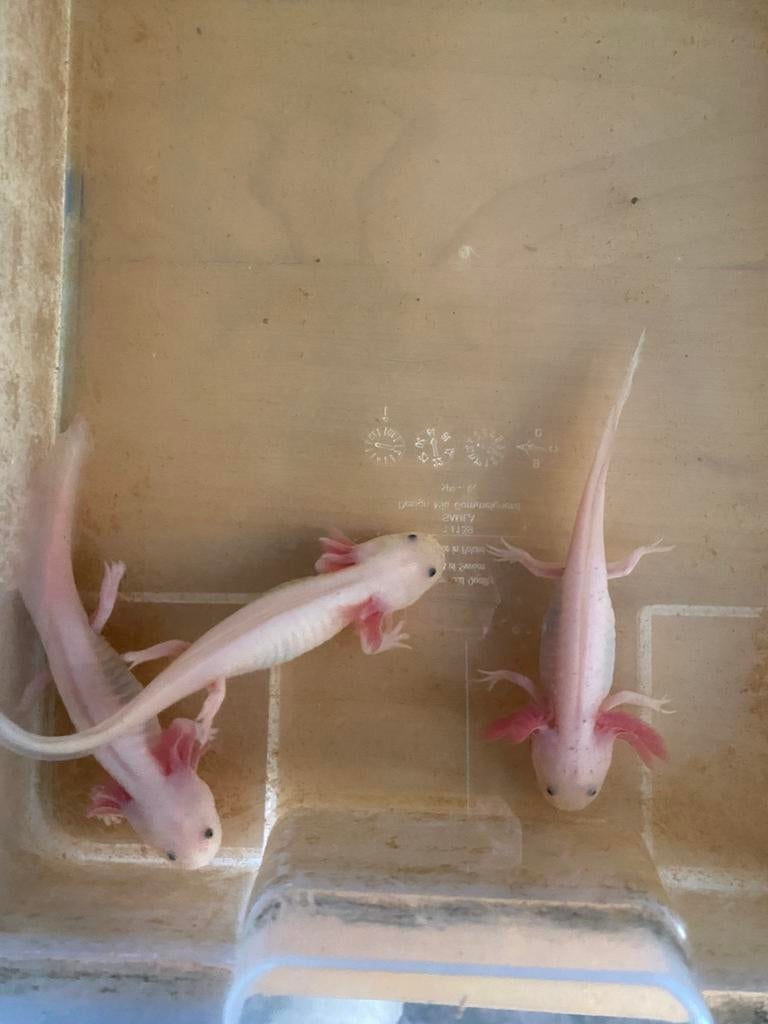 Jeune axolotl à vendre, 30 eur, Animaux & Accessoires, Poissons | Poissons d'aquarium, Autres types