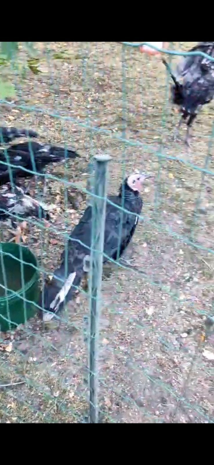 gerstkalkoenen, Dieren en Toebehoren