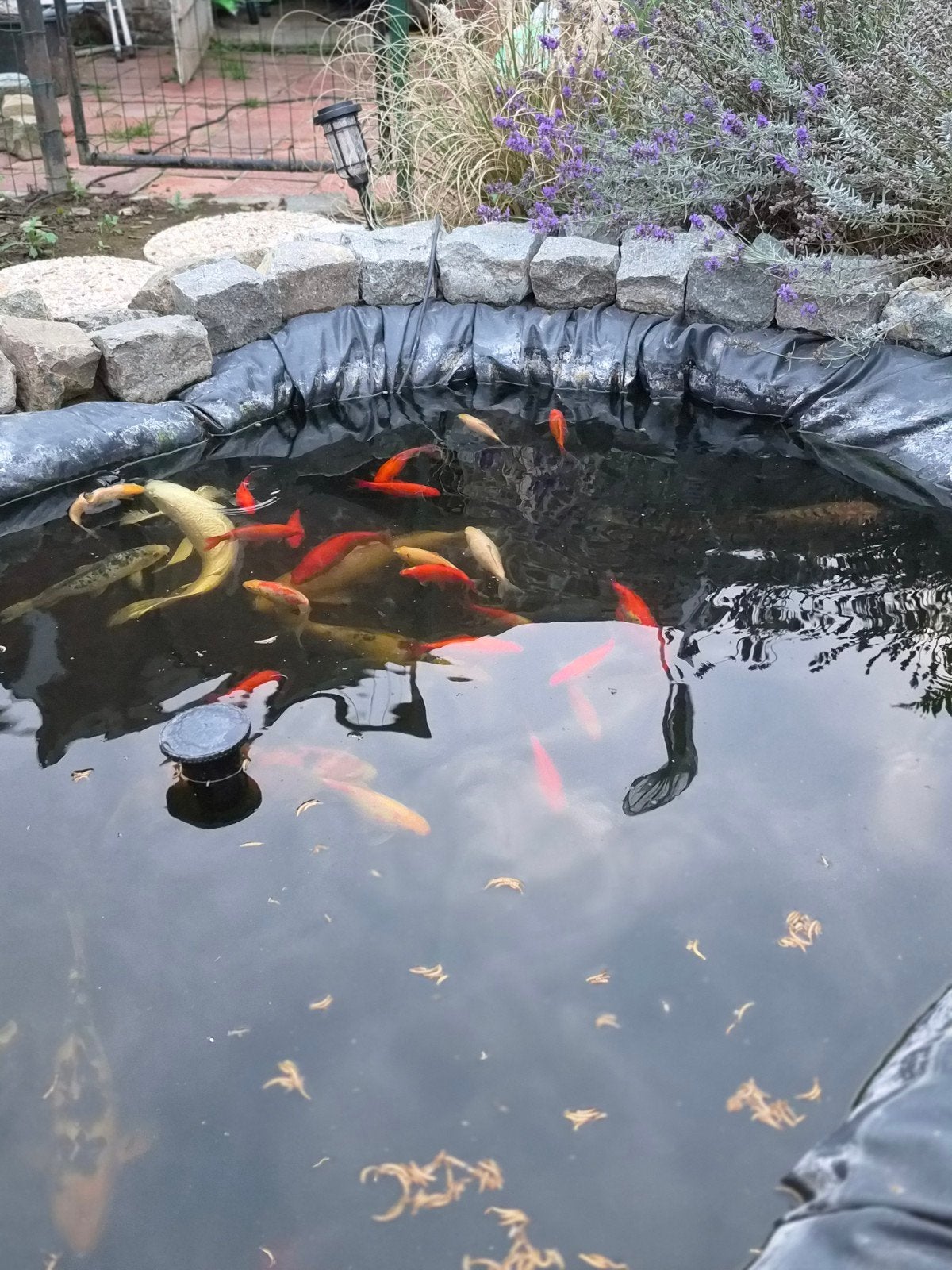goudvissen, Animaux & Accessoires, Poisson(s) rouge(s)