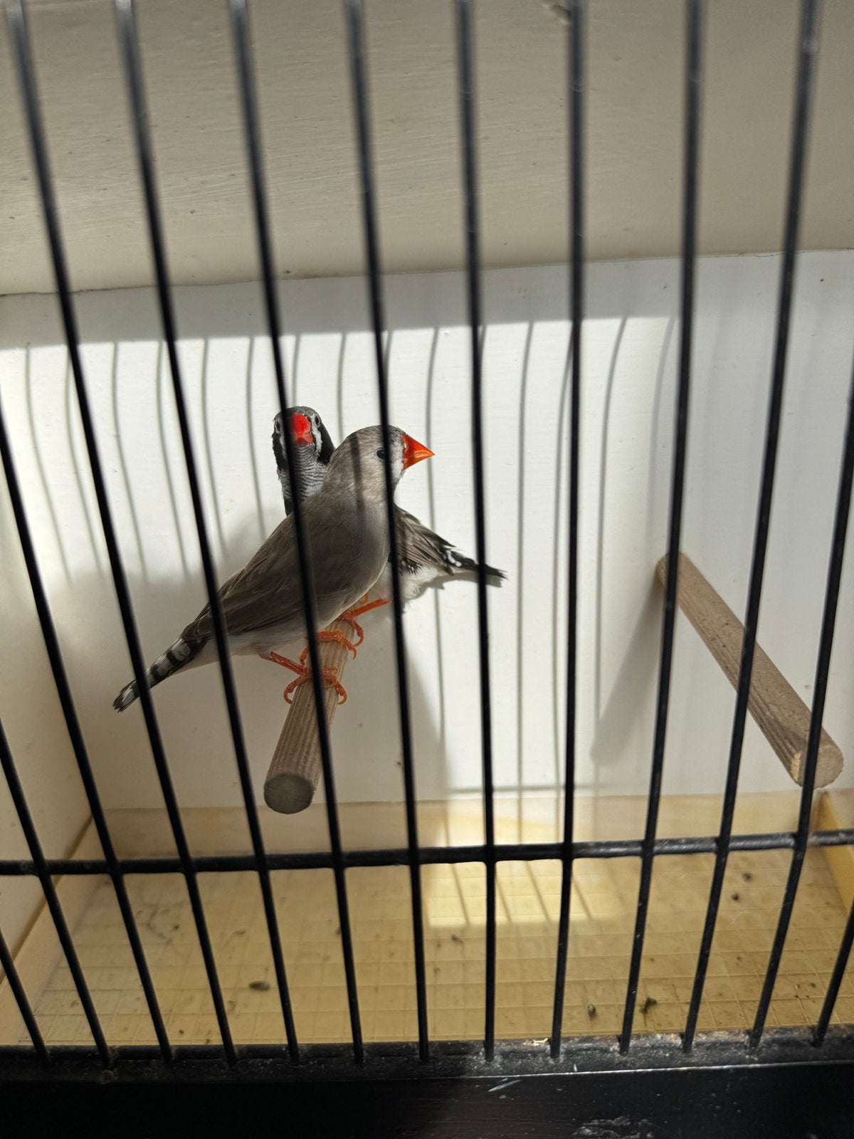 Mandarijn koppel 10€, Dieren en Toebehoren