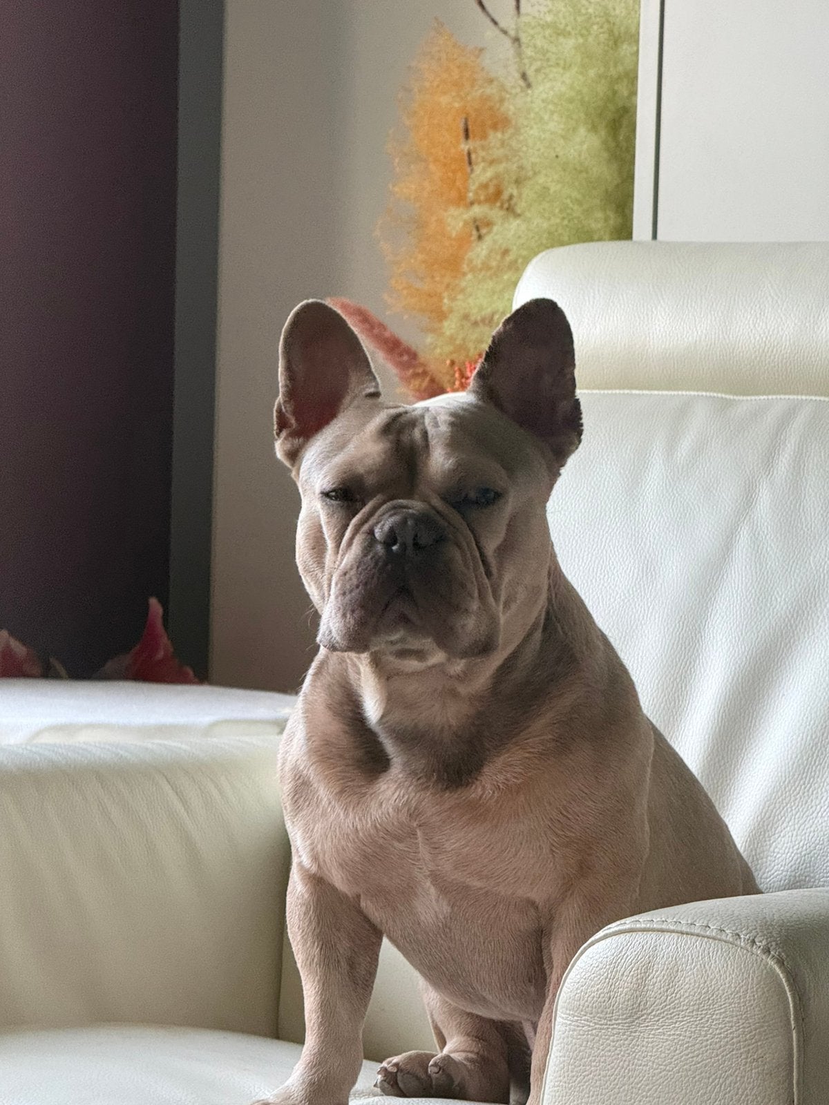 Franse bulldog, Dieren en Toebehoren, België, Fokker | Hobbymatig, Reu, Eén hond