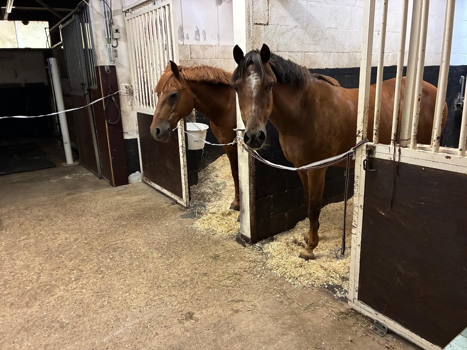 D pony, Dieren en Toebehoren, Pony's, Met stamboom, Ruin, Springpony, 11 jaar of ouder