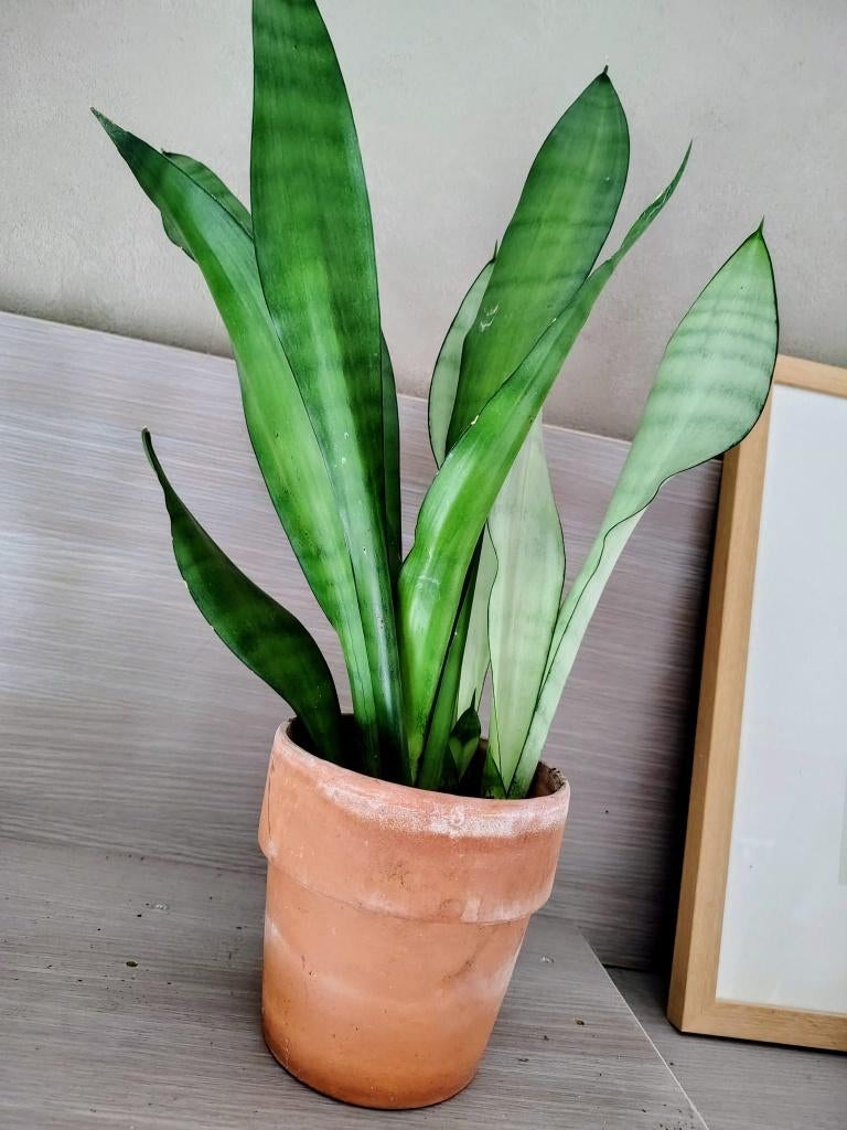 grote Sanseveria moonshine kamerplanten vrouwentong, Huis en Inrichting, Kamerplanten, Vetplant, Verzenden, Halfschaduw, Minder dan 100 cm