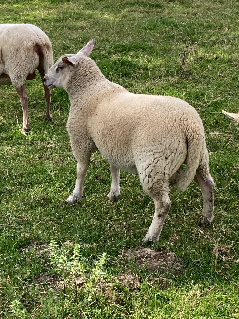 Schapen, Dieren en Toebehoren, Mannelijk, Schaap, 0 tot 2 jaar