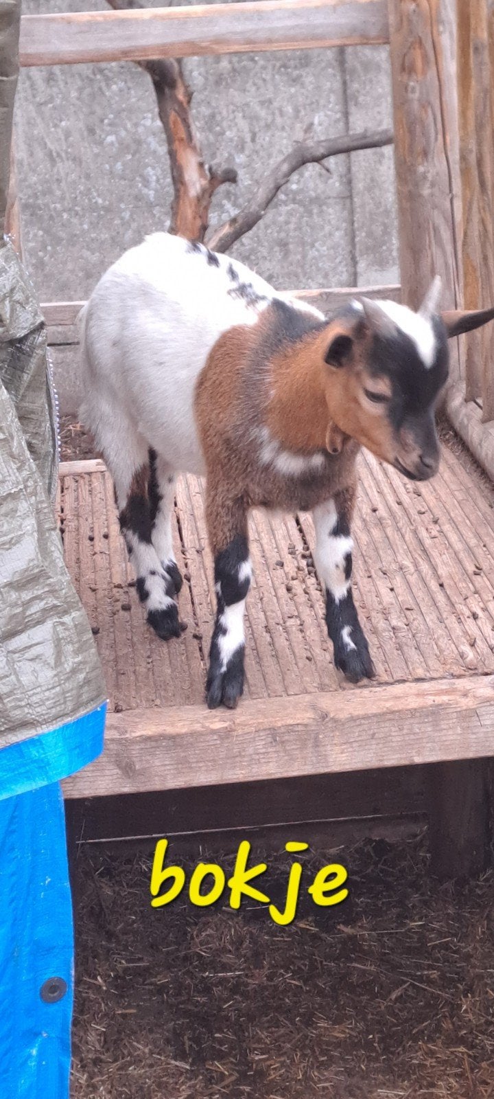 jonge dwerggeitjes te koop... sanitel in orde, Dieren en Toebehoren, Schapen, Geiten en Varkens, Meerdere dieren, Geit, 0 tot 2 jaar