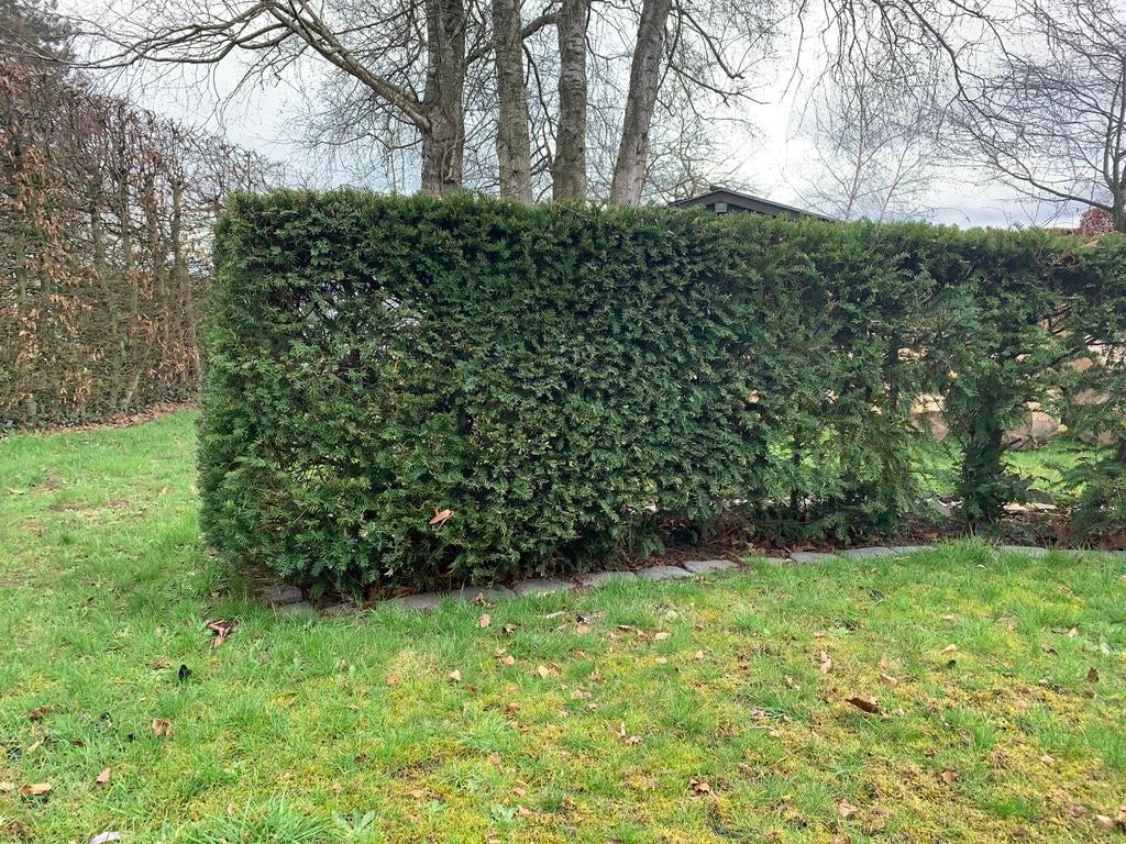 Taxus haag, Tuin en Terras, Ophalen, Taxus, Haag, 100 tot 250 cm