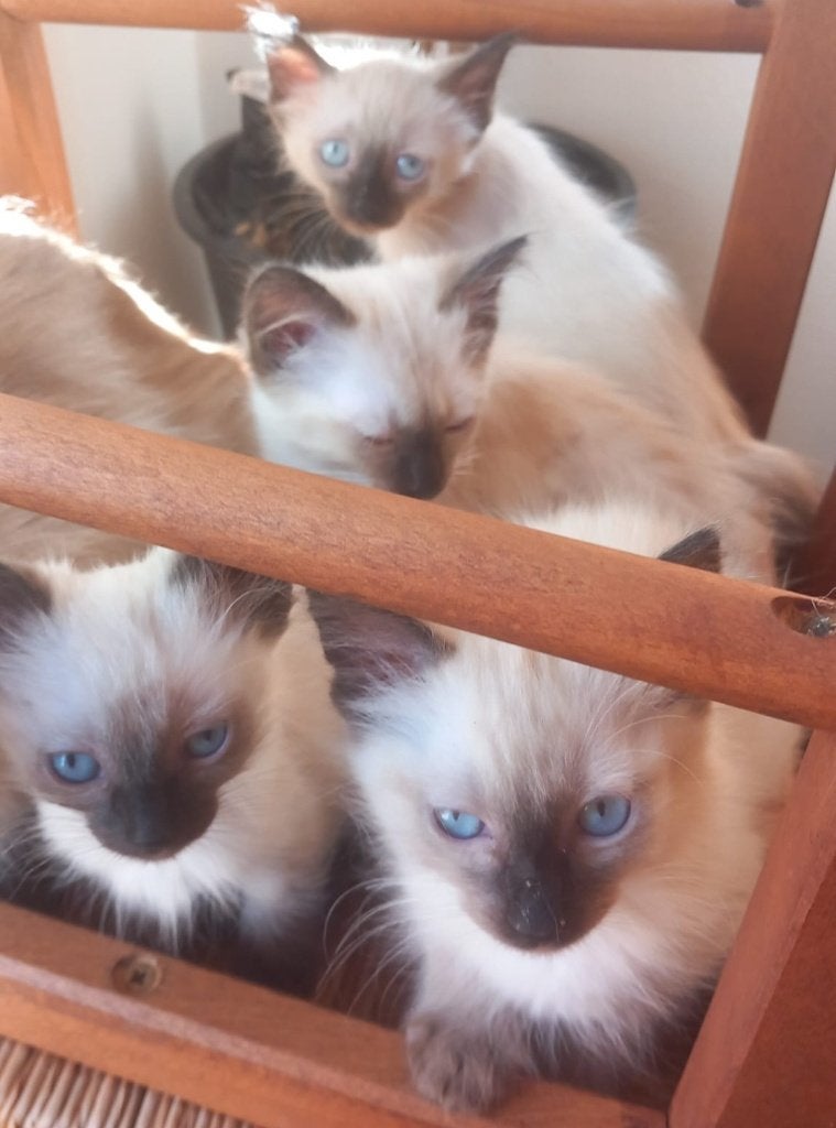 Chatons, Animaux & Accessoires, Chatte ou Chat, À poils courts