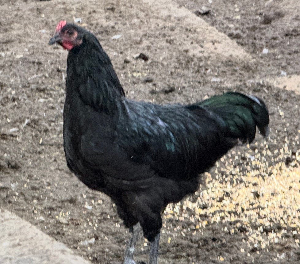 2 prachtige lieve jersey giant hanen te koop