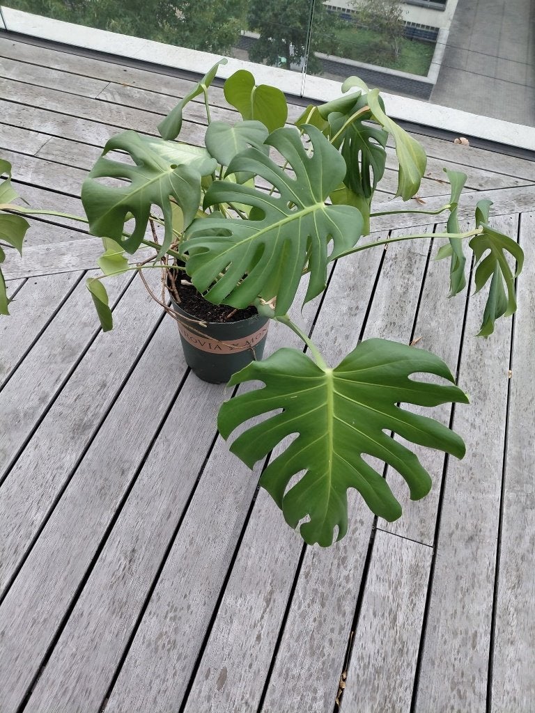 Monstera Deliciosa - Potje Ø230 x 280, Huis en Inrichting, Ophalen, Overige soorten, Halfschaduw, Minder dan 100 cm