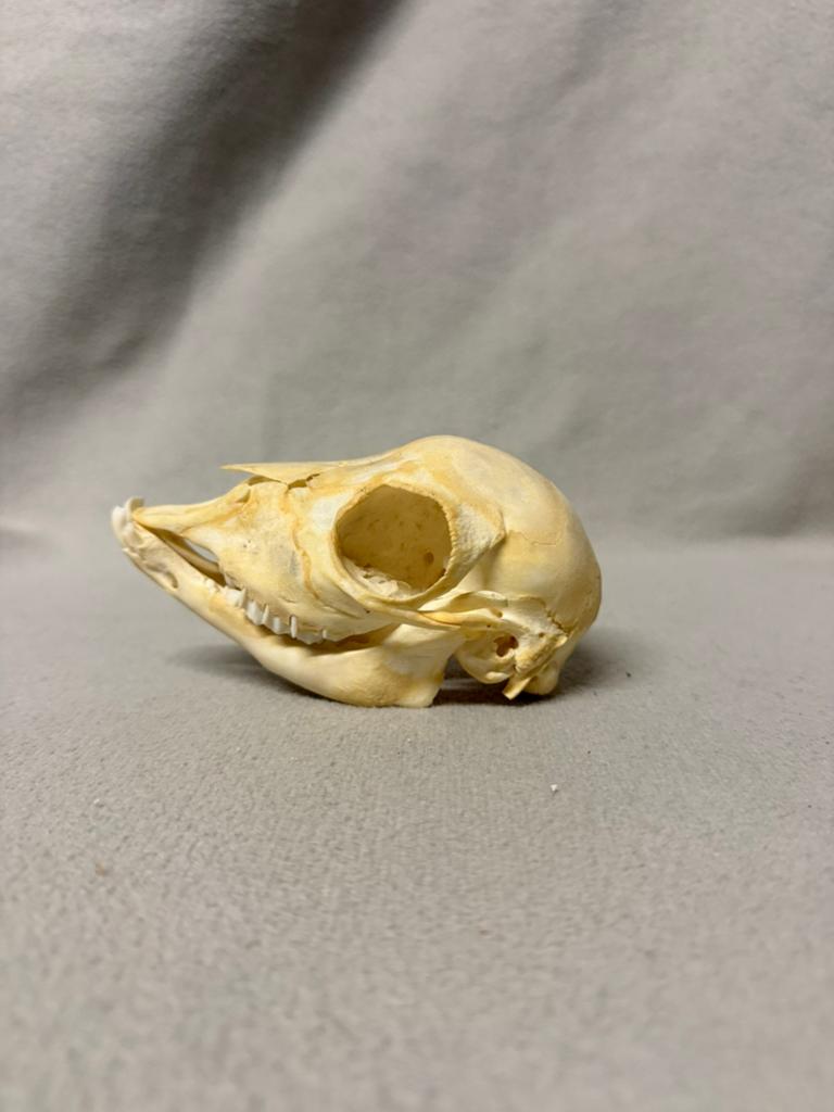 Geitje schedel - skull, Verzamelen, Dierenverzamelingen, Ophalen of Verzenden, Zo goed als nieuw, Schedel
