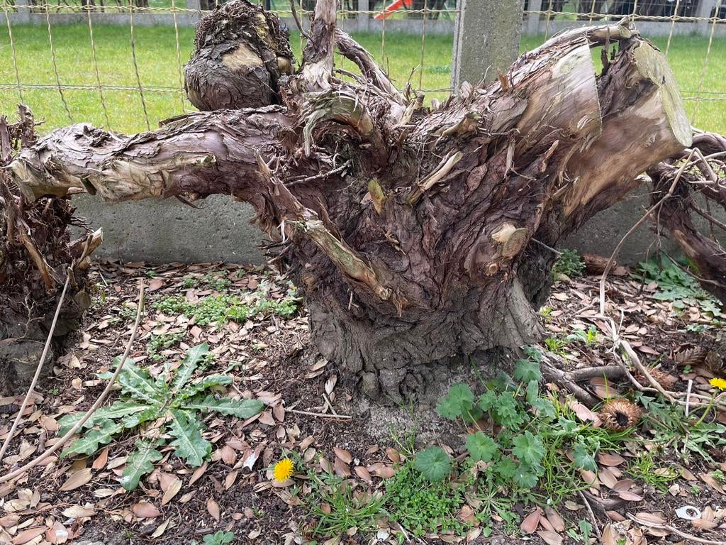 Gratis hout boomstammen, Tuin en Terras, Brandhout, Minder dan 3 m³, Ophalen, Overige houtsoorten, Stammen