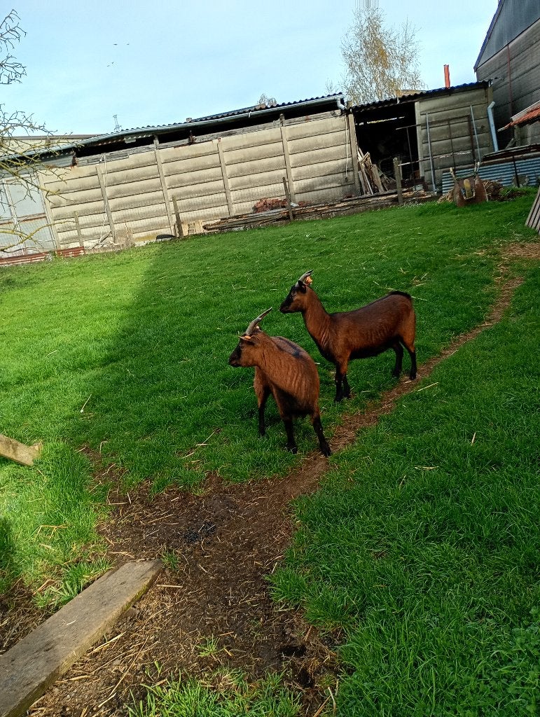 Dwerggeitjes donkerbruin, Dieren en Toebehoren, Schapen, Geiten en Varkens, Vrouwelijk