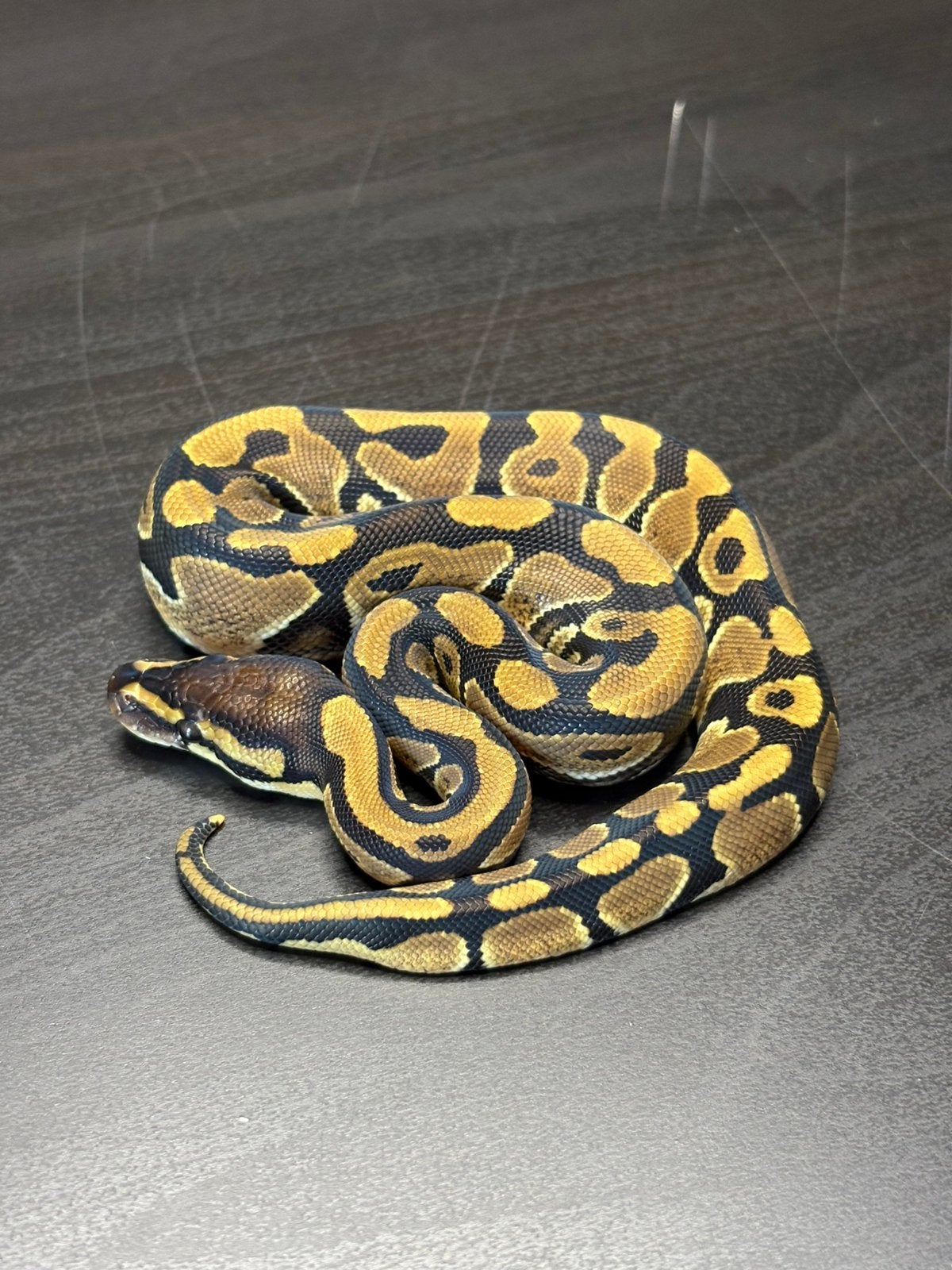 1.0 classic 100% vpi axanthic dg clown.  cb26, Dieren en Toebehoren, Reptielen en Amfibieën, Slang, Tam, 0 tot 2 jaar