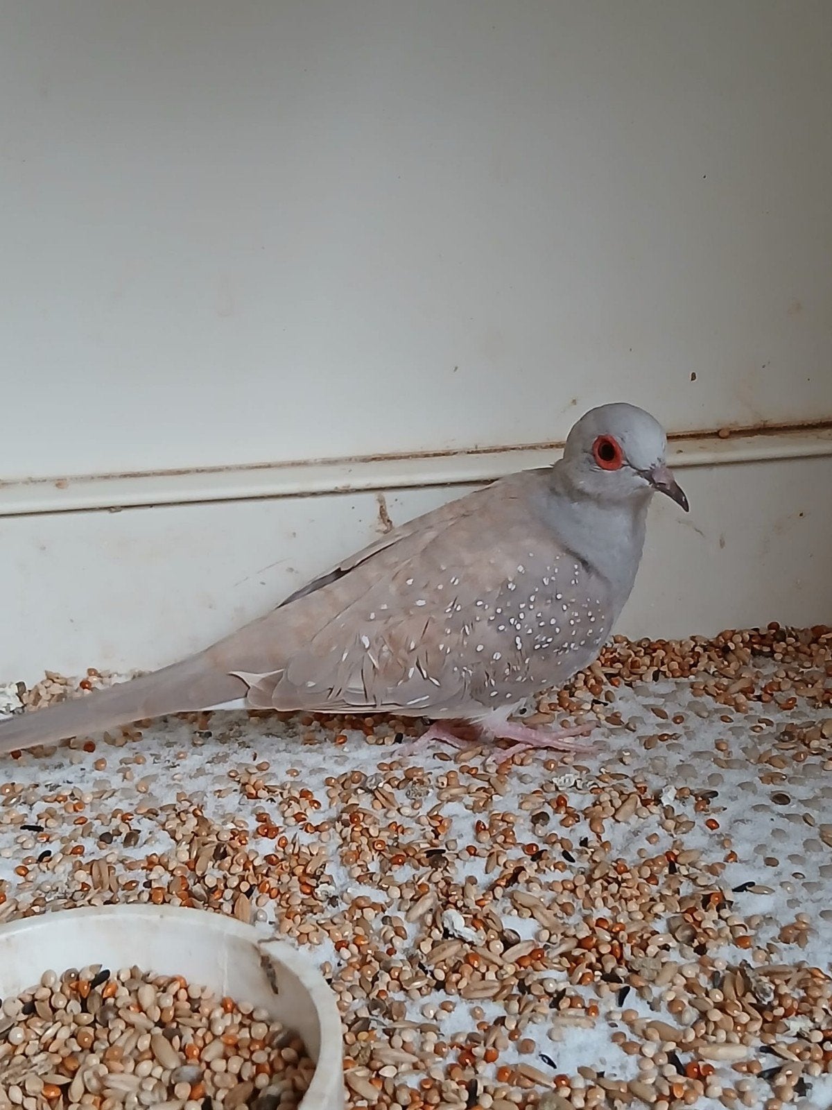 Diamantduifjes 1-1, Animaux & Accessoires, Oiseaux | Oiseaux Autre, Oiseau tropical, Plusieurs animaux