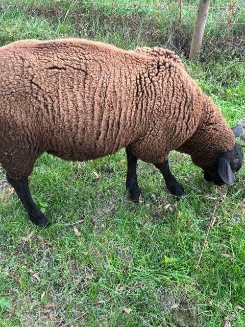 3 mooie lammeren ram, Mâle, Mouton, 0 à 2 ans