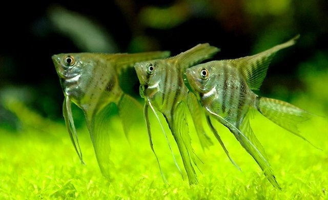 Maanvis koppels gezocht, Dieren en Toebehoren, Vis, Zoetwatervis
