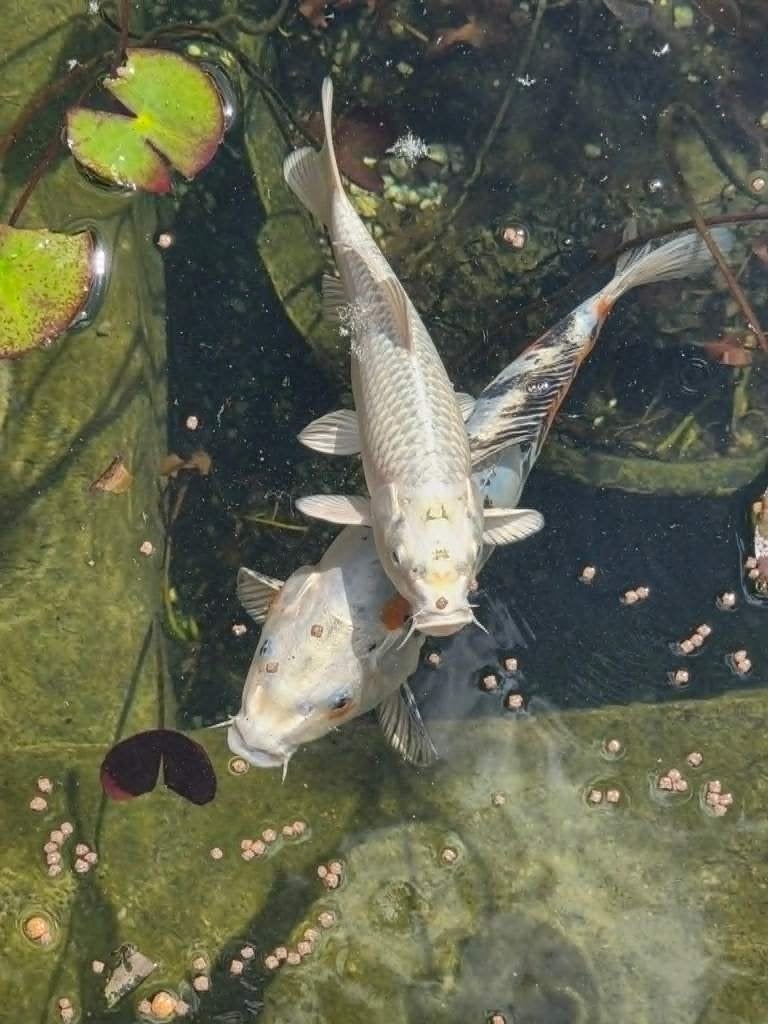 Koi nisai, Carpe ou Koï