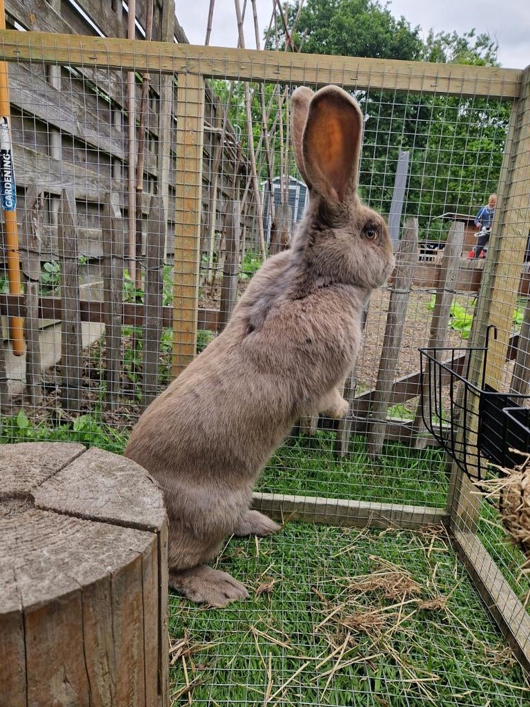 Grijze reuze lotharinger, Dieren en Toebehoren