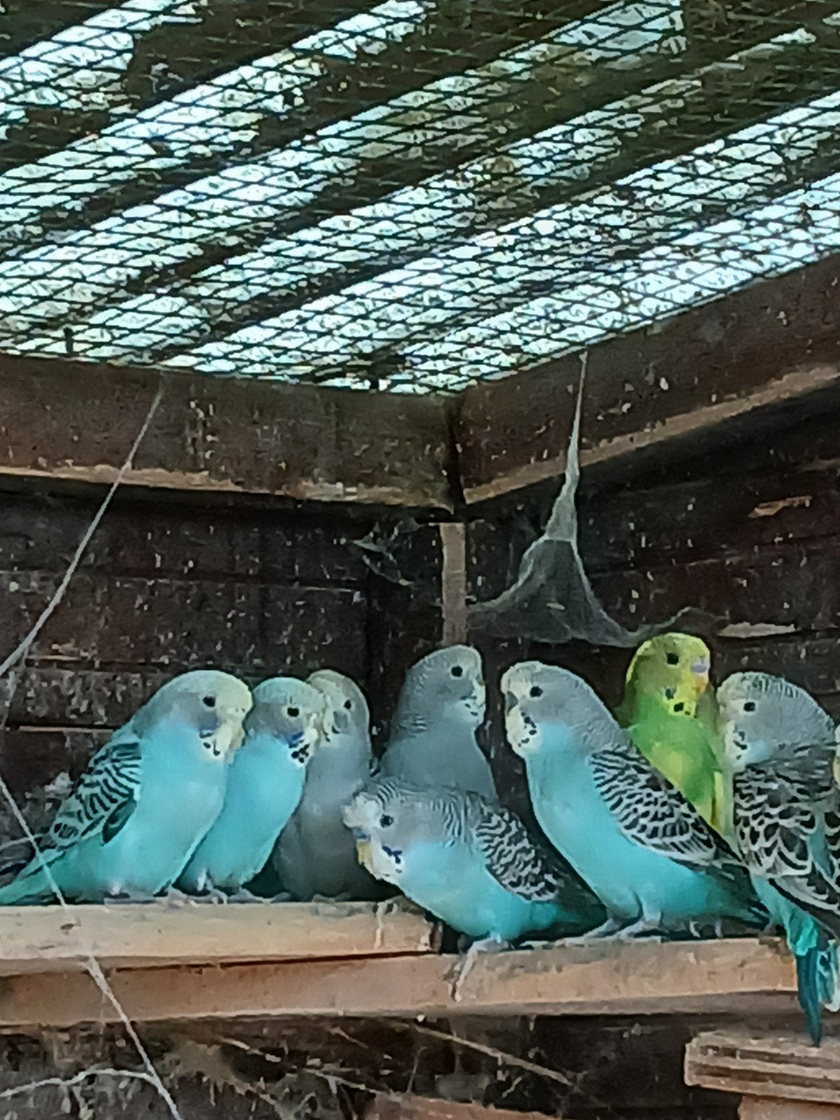 jonge grasparkieten, Plusieurs animaux, Perruche