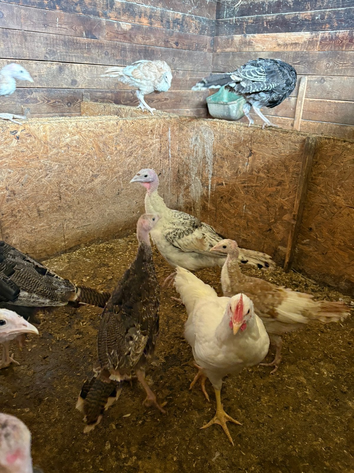 Ronquière kalkoenen, Dieren en Toebehoren, Meerdere dieren, Kalkoen