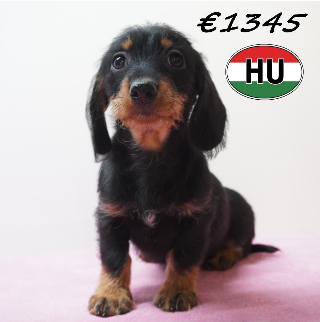 Ruwhaar Teckel pup – Lief teefje te koop, 15 weken tot 1 jaar, Handelaar, Buitenland, Teef