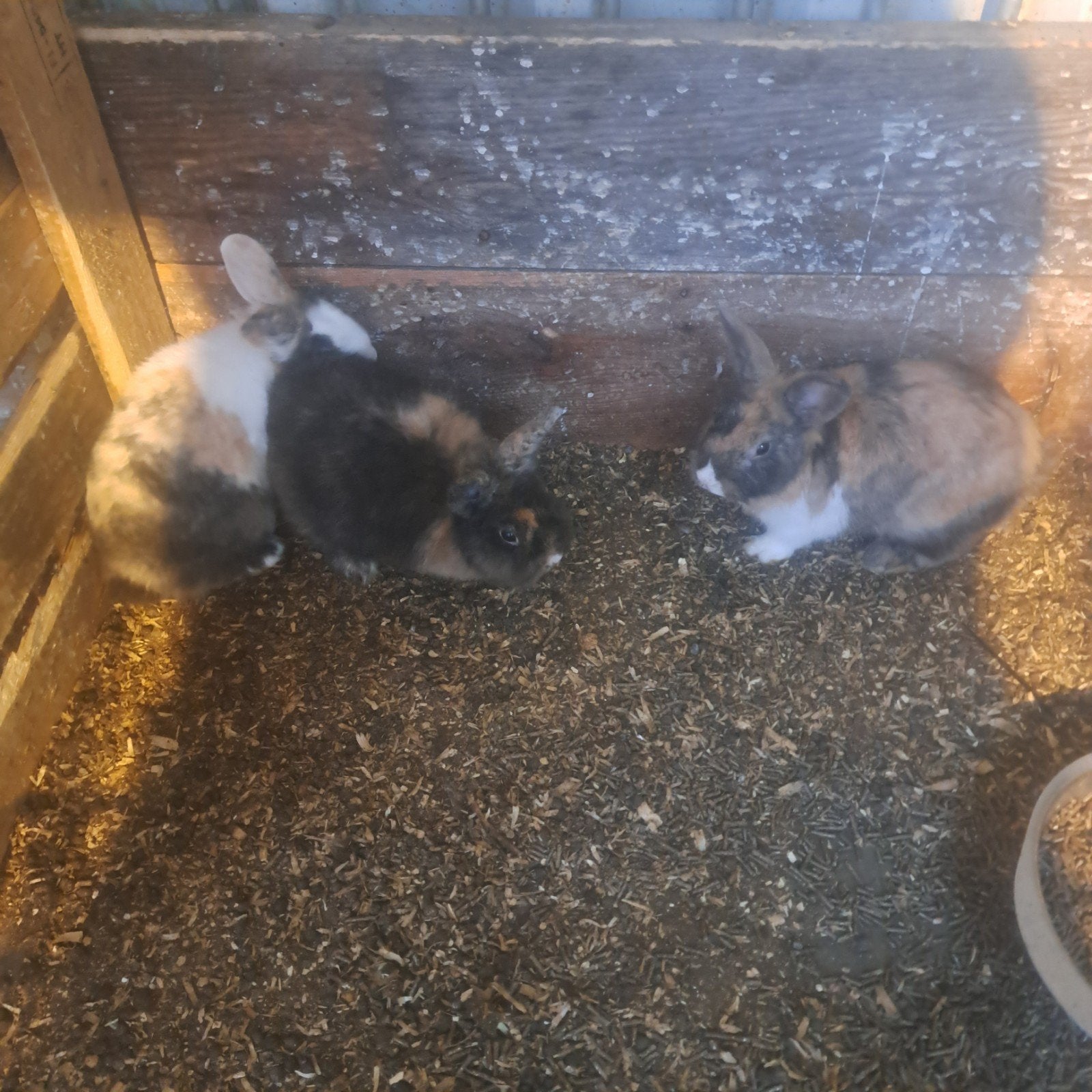 2 dwergkonijntjes, Dieren en Toebehoren