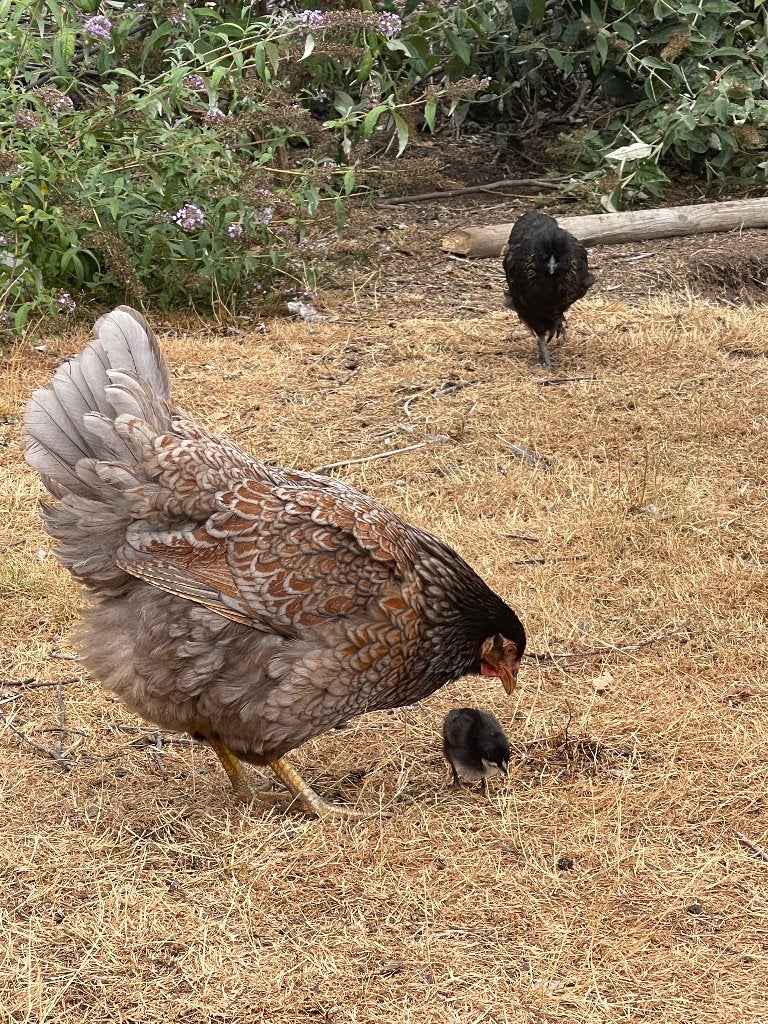 Blauwe barnevelder hen, Dieren en Toebehoren, Pluimvee, Vrouwelijk, Kip
