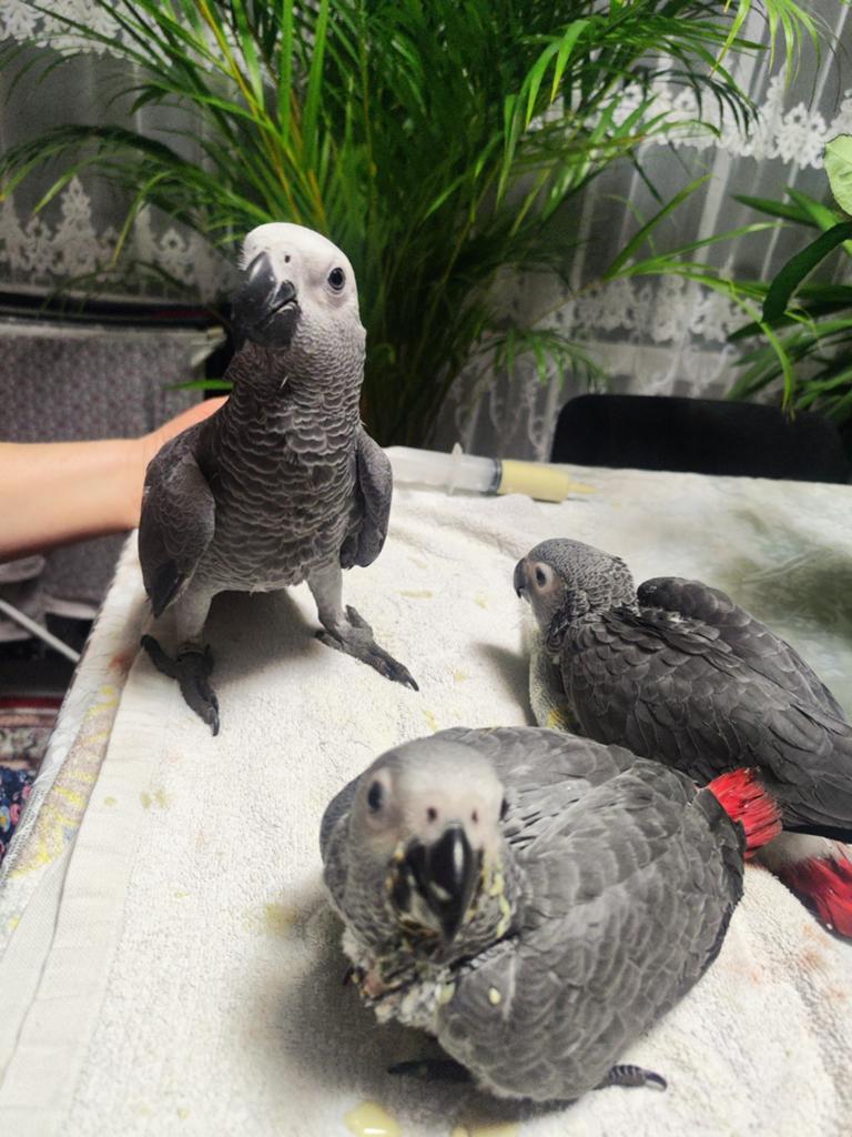 Gris de Gabon eam, Animaux & Accessoires, Oiseaux | Perruches & Perroquets