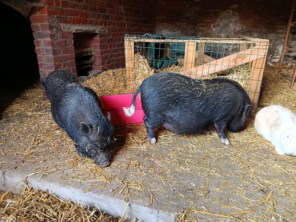 2 varkens (zeugjes) zoeken een goede thuis, Dieren en Toebehoren, Schapen, Geiten en Varkens, Varken, Vrouwelijk, 0 tot 2 jaar