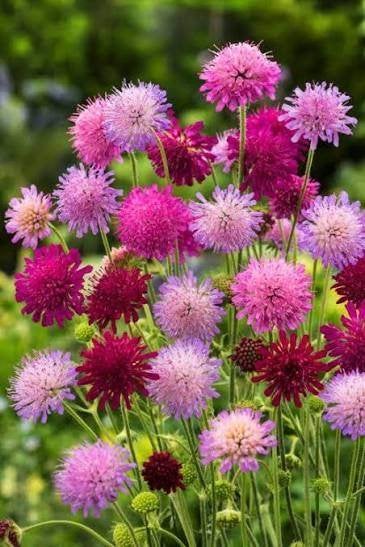 Knautia Melton Pastels, Enlèvement