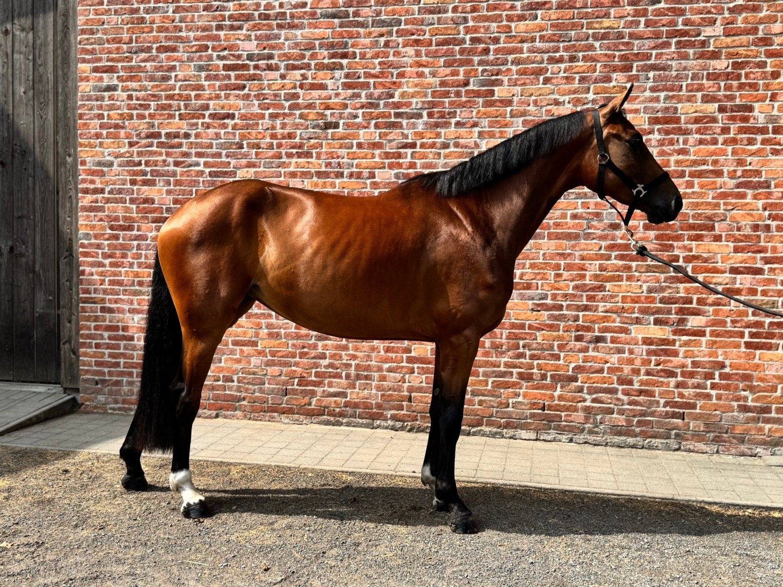 Chique 3j merrie, Avec pedigree, Débourré, 165 à 170 cm, Cheval de saut