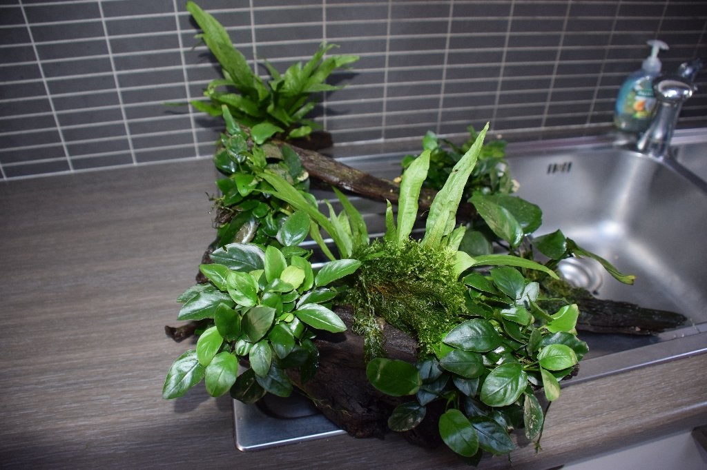 Plantes pour aquariums, Enlèvement, Comme neuf